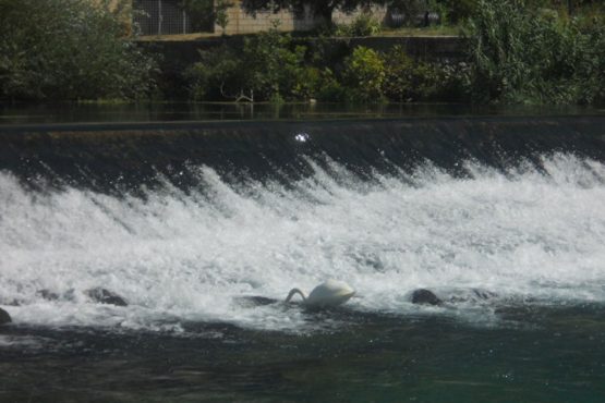 https://www.dulist.hr/wp-content/uploads/2012/09/ombla-gisons-002-555x370.jpg