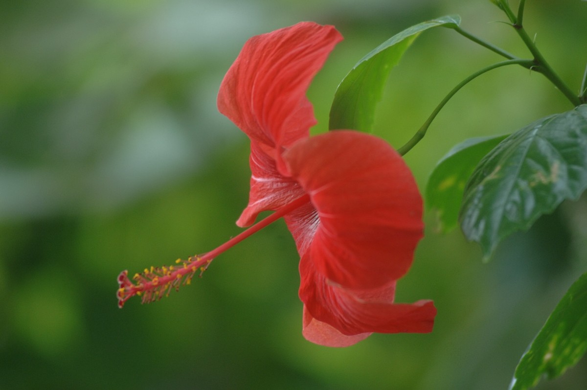 Vrtlar 01 Hibiskus