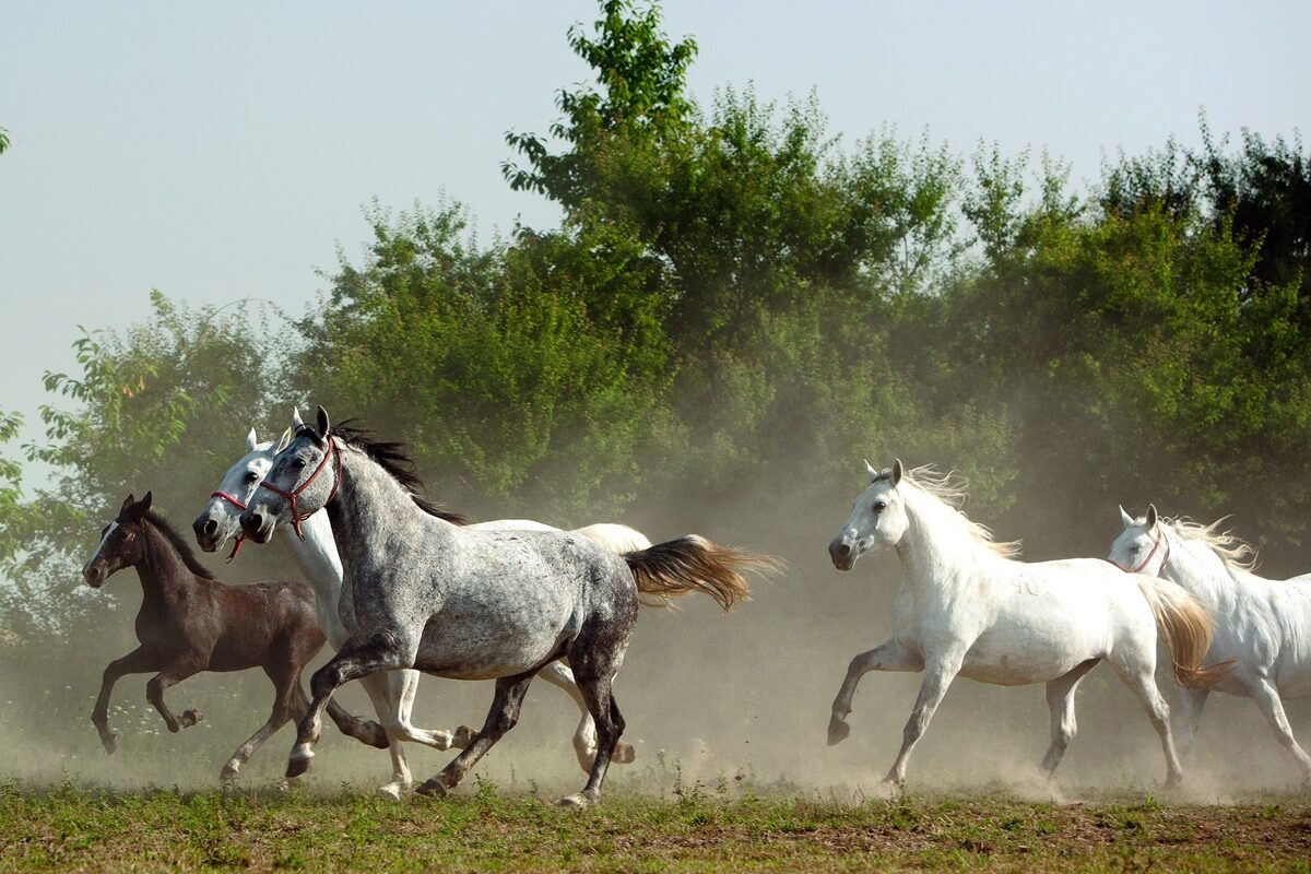 Lipicaner horses running Croatian National Tourist Board Photo Sasa Pjanic