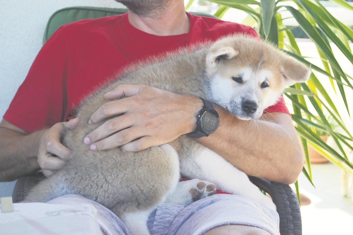 akita lucic 68